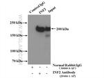 INF2 Antibody in Immunoprecipitation (IP)