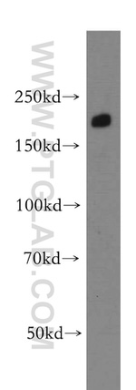 INF2 Antibody in Western Blot (WB)