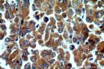 C9orf156 Antibody in Immunohistochemistry (Paraffin) (IHC (P))