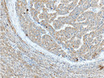 TBC1D17 Antibody in Immunohistochemistry (Paraffin) (IHC (P))