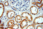 WDR32 Antibody in Immunohistochemistry (Paraffin) (IHC (P))