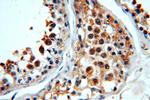 WDR32 Antibody in Immunohistochemistry (Paraffin) (IHC (P))