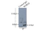 WDR32 Antibody in Immunoprecipitation (IP)