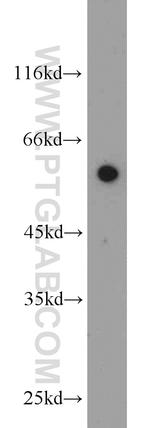 WDR32 Antibody in Western Blot (WB)