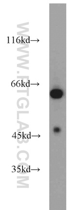 WDR32 Antibody in Western Blot (WB)