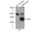 TMEM165 Antibody in Immunoprecipitation (IP)