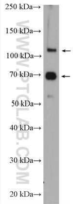 DAXX Antibody in Western Blot (WB)