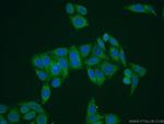 RAE1 Antibody in Immunocytochemistry (ICC/IF)