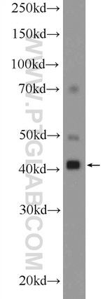 RAE1 Antibody in Western Blot (WB)