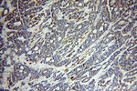 CEPT1 Antibody in Immunohistochemistry (Paraffin) (IHC (P))