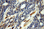 CEPT1 Antibody in Immunohistochemistry (Paraffin) (IHC (P))