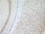 SLC11A2 Antibody in Immunohistochemistry (Paraffin) (IHC (P))