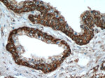 SPON2 Antibody in Immunohistochemistry (Paraffin) (IHC (P))