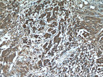 SPON2 Antibody in Immunohistochemistry (Paraffin) (IHC (P))