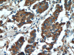 SPON2 Antibody in Immunohistochemistry (Paraffin) (IHC (P))