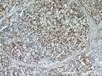 SPON2 Antibody in Immunohistochemistry (Paraffin) (IHC (P))