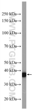 SPON2 Antibody in Western Blot (WB)