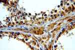 BTG4 Antibody in Immunohistochemistry (Paraffin) (IHC (P))