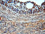 BTG4 Antibody in Immunohistochemistry (Paraffin) (IHC (P))