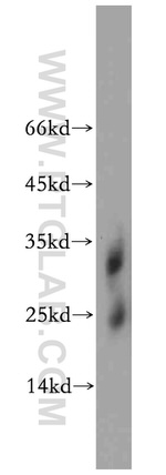 BTG4 Antibody in Western Blot (WB)