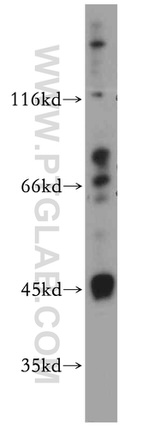 IL20RB Antibody in Western Blot (WB)