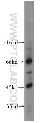 IL20RB Antibody in Western Blot (WB)