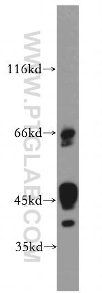 IL20RB Antibody in Western Blot (WB)