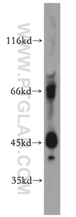 IL20RB Antibody in Western Blot (WB)