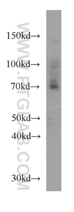 ZXDC Antibody in Western Blot (WB)