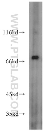 ZXDC Antibody in Western Blot (WB)