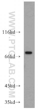 ZXDC Antibody in Western Blot (WB)