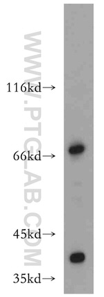 ZXDC Antibody in Western Blot (WB)