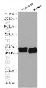 RUNDC3A Antibody in Western Blot (WB)