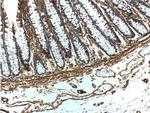 beta Actin Antibody in Immunohistochemistry (Paraffin) (IHC (P))