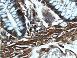 beta Actin Antibody in Immunohistochemistry (Paraffin) (IHC (P))