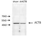 beta Actin Antibody in Western Blot (WB)