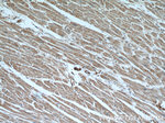 beta Actin Antibody in Immunohistochemistry (Paraffin) (IHC (P))