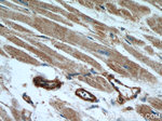 beta Actin Antibody in Immunohistochemistry (Paraffin) (IHC (P))