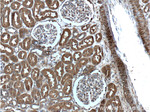 beta Actin Antibody in Immunohistochemistry (Paraffin) (IHC (P))