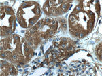 beta Actin Antibody in Immunohistochemistry (Paraffin) (IHC (P))