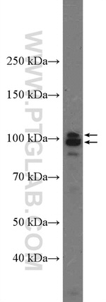 AXIN2 Antibody in Western Blot (WB)