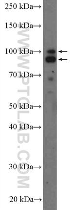 AXIN2 Antibody in Western Blot (WB)