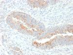 Erythropoietin (EPO) Antibody in Immunohistochemistry (Paraffin) (IHC (P))