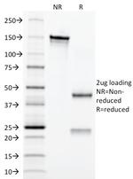 Erythropoietin (EPO) Antibody in SDS-PAGE (SDS-PAGE)