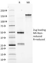 Erythropoietin (EPO) Antibody in SDS-PAGE (SDS-PAGE)