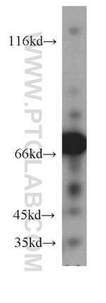 STXBP1 Antibody in Western Blot (WB)