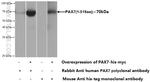 PAX7 Antibody in Western Blot (WB)