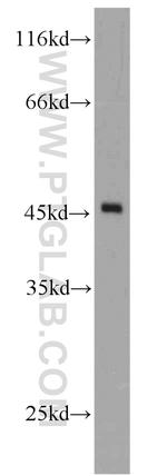 DOC2B Antibody in Western Blot (WB)