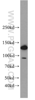 PERK/EIF2AK3 Antibody in Western Blot (WB)