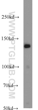 PERK/EIF2AK3 Antibody in Western Blot (WB)